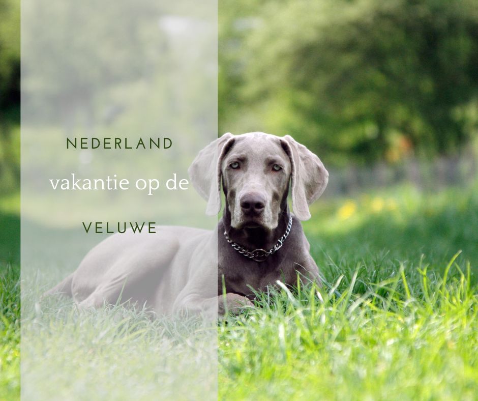 Vakantiehuizen Veluwe honden toegestaan