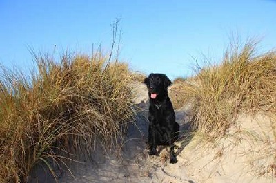 vakantiehuis Nederland honden toegestaan
